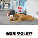 멍멍아 야옹해봐 이미지