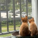 한결같은 동물병원 이미지