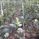 성연농장 이미지