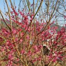 홍매화 민박 이미지