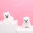 ANOTHER DOG 이미지