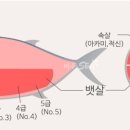 오도로참치 이미지