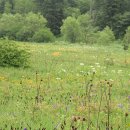 백두산화원 이미지