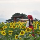 노을자리 이미지