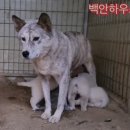 풍산개강아지 이미지