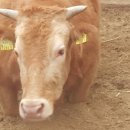 야곱축산 이미지