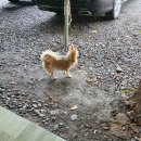 늘소나무산장 이미지