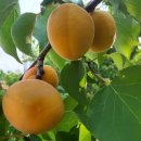 초아농원 이미지