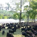 알콩달콩 흑염소 이미지