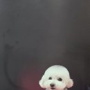 소망애견미용실 이미지