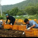 수석3리 Daum카페