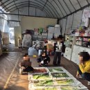 혁신농장 | 김천 풀잎농장 딸기따기 체험 후기