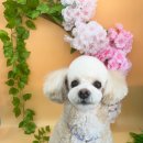 동글동글 애견미용실 이미지