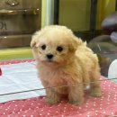 퍼피어스(Puppy us) | 창원 강아지 분양 퍼피어스