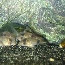 레드팬더 이미지