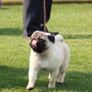 스카이애견 이미지