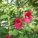 접시꽃민박 이미지