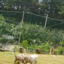 용인황토펜션 이미지