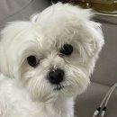 옹심이네살롱 이미지