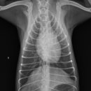 워너비 동물병원 이미지