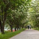 이팝나무길 이미지