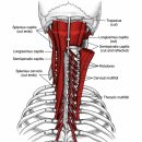 목디스크로 오인하기 쉬운 경추 심부근육, 반극근(Semispinalis) · 다열근(Multifidus) 이야기 이미지