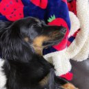 엔츠노래타운 이미지