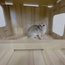 요기독 강아지분양 고양이분양 수원본점 | 덕양구싱가푸라고양이분양 꿈꾸셨나요 믿을수있는곳 찾기