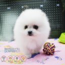 펫 패밀리 이미지