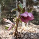 버섯마당 이미지