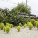 새금다정자 이미지