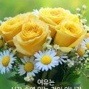 큐피드 Daum카페