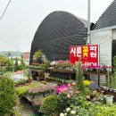 샤론 꽃 화원 네이버블로그