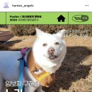 누리켄넬 이미지