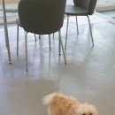 해피독쌤 이미지