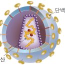 신종 코로나 바이러스를 알아보아요 이미지