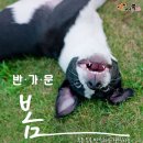 댕댕이,봄 이미지