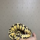 스네이크시티