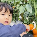 리즈파마 이미지