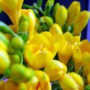 프리지아A 이미지