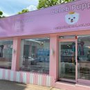 셀럽퍼피 이미지