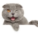 코리안시스템 이미지