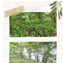 화계 Daum카페