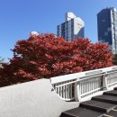 신나무실육교 이미지