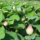 낙동제방 자전거도로 이미지