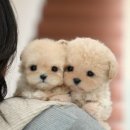 현풍동물병원 이미지