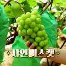 김진환농장 이미지