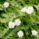 민들레농장 이미지