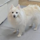 바론동물병원 | 강아지 발바닥 냄새 꼬순내 나는 이유? 강아지 발 육구 관리 방법