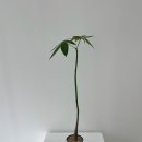 이이피